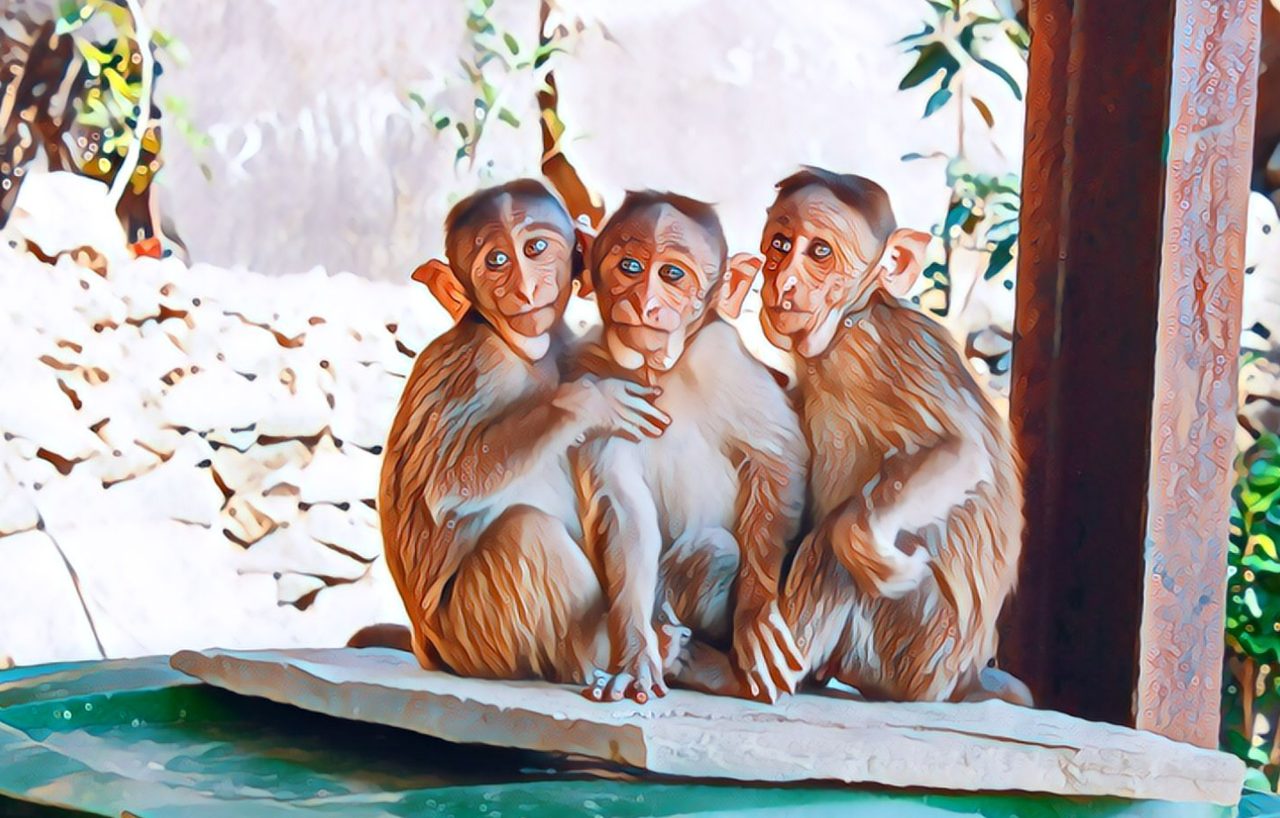 The Enigmatic World of Monkeys